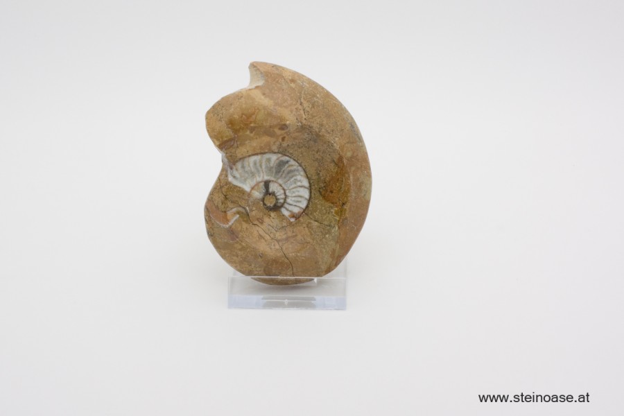 Ammonite  poliert